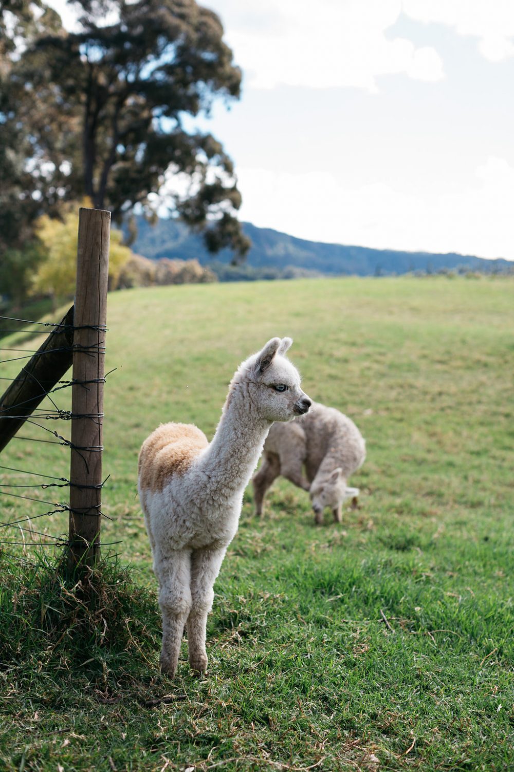 alpacas in the country on wedding day