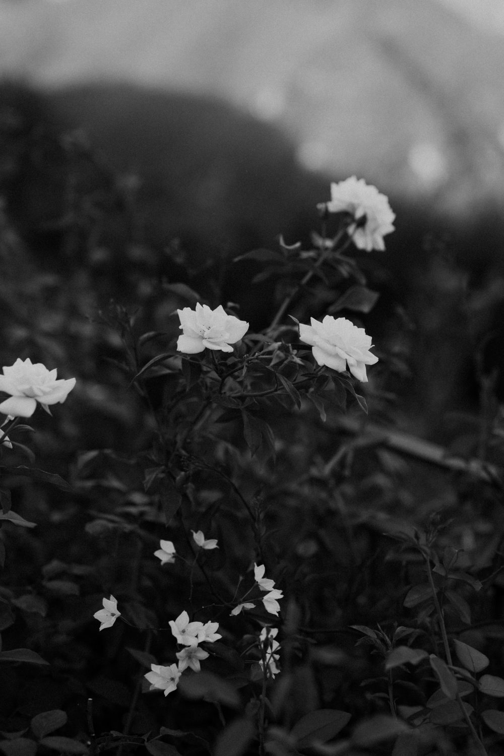 black and white roses